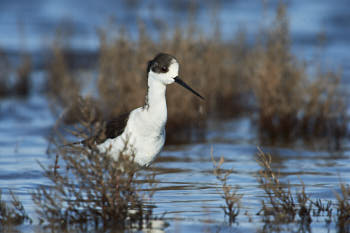 Faune des marais<br>NIKON D4, 850 mm, 450 ISO,  1/2000 sec,  f : 8 